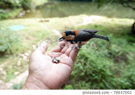 Varied tit familiar to people. 76637002