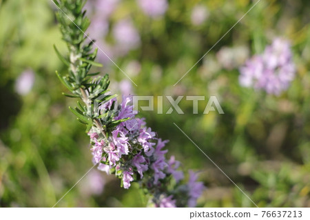 Rosemary mallorca pink 76637213