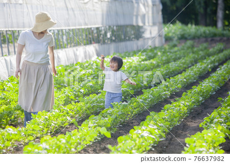 Parents and children of farmers working in the fields 76637982
