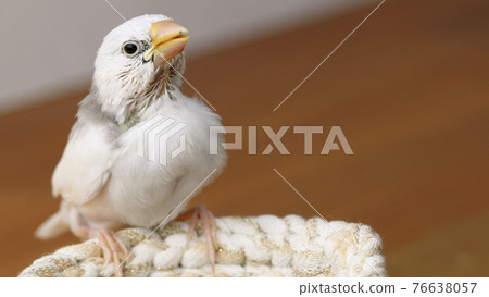 White sparrow chick 76638057