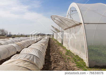 many high and low long greenhouses, standing in a row, cultivation of vegetables, field work is underway many high and low long greenhouses, standing in a row, cultivation of vegetables, field work is underway 76638076