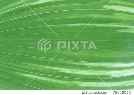 Leaves and veins of Solomon's-seal (variegated sweet potato) Leaves and veins of Solomon's-seal (variegated sweet potato) 76638080