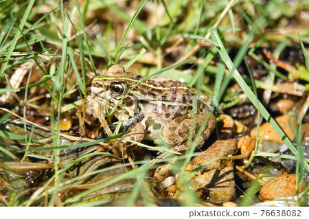 Tonosawa frog Tonosawa frog 76638082