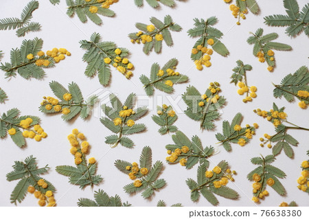 Pressed flower background material of mimosa 76638380