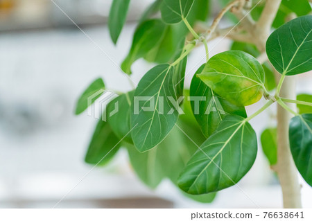 Foliage plant  Foliage plant  76638641