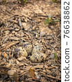 Nest with eggs on the ground in spring forest 76638862