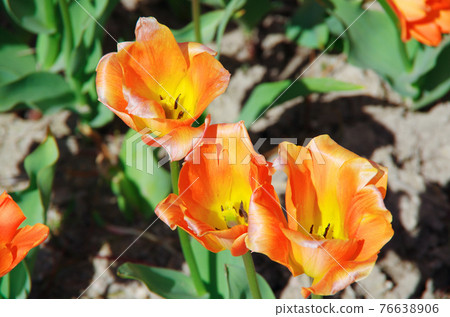 [Variety: Orange Emperor] Tulips with mild yellow and orange petals 76638906