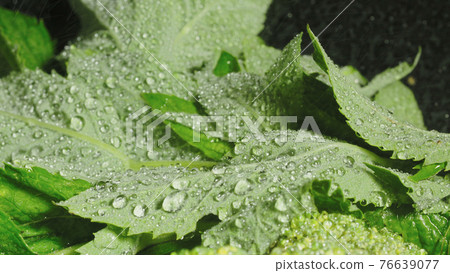 Photo of mint leaves with water drops Photo of mint leaves with water drops 76639077