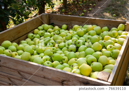 Apples harvest in big crate Apples harvest in big crate 76639110