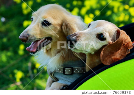 Pet miniature dachshund good friend walk Pet miniature dachshund good friend walk 76639378