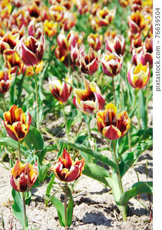 [Variety: Gabota] Tulips with enji and yellow petals 76639504