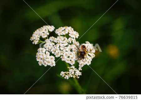 Bee on bunch of white tiny flowers on dark green background 76639815