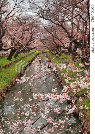 Cherry blossoms in the Shinkawa River 76640106