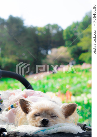 Spring dog Spring dog 76640186