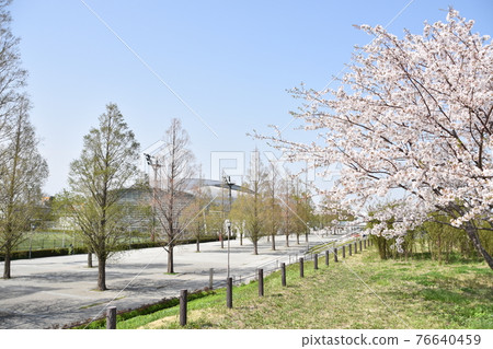 Hiratsuka Sun Life Arena and Sakura Hiratsuka Sun Life Arena and Sakura 76640459