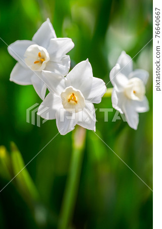 3朵白水仙花 76640667