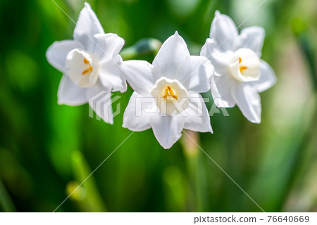 3朵白水仙花 76640669