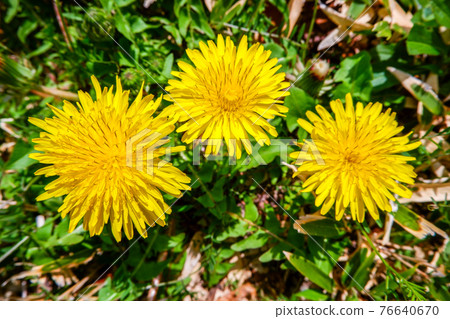 鳥瞰三輪蒲公英 76640670