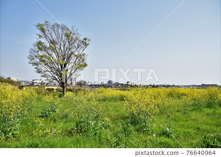 Spring Sagami River riverbed Hiratsuka city Spring Sagami River riverbed Hiratsuka city 76640964