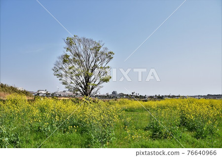 Spring Sagami River riverbed Hiratsuka city Spring Sagami River riverbed Hiratsuka city 76640966
