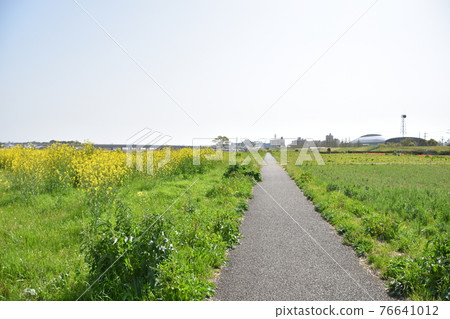 春天的相模川河床平塚市 春天的相模川河床平塚市 76641012
