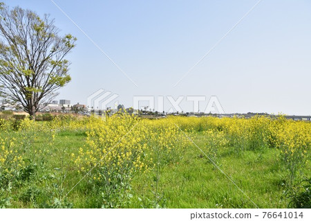 Spring Sagami River riverbed Hiratsuka city Spring Sagami River riverbed Hiratsuka city 76641014
