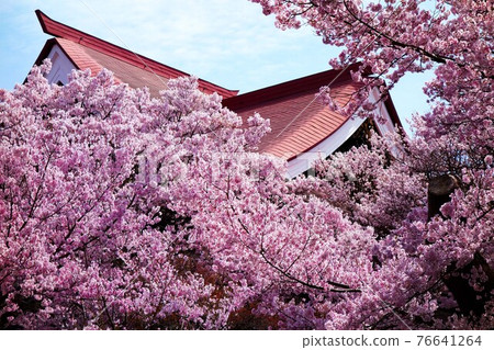 A masterpiece of Takaenkaku and Sakura in full bloom 76641264