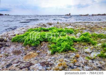 boccadasse genoa old village stone beach algae 76641305