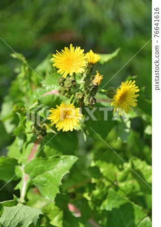 Plant: Sowthistle, Asteraceae 76641616