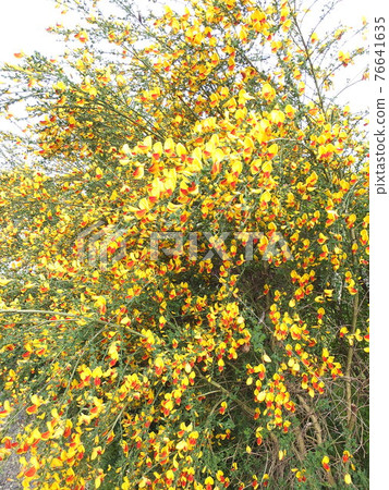 在盛開的黃色花 76641635