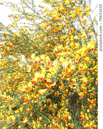 Yellow flower in full bloom 76641639