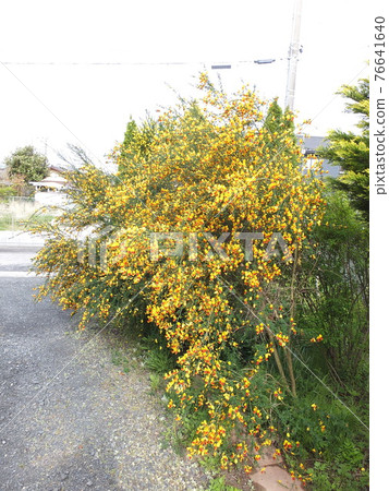 Yellow flower in full bloom 76641640