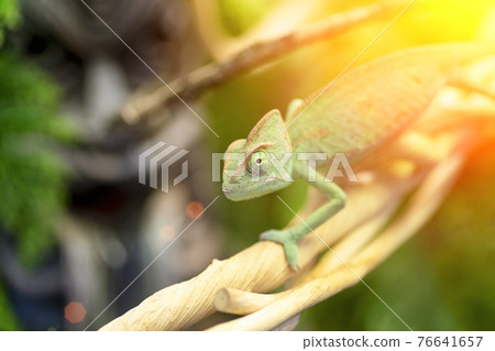 Chameleon sits on a branch in the jungle. Exotic green reptile jungle lizard chameleon resting on tropical vines in the jungle Chameleon sits on a branch in the jungle. Exotic green reptile jungle lizard chameleon resting on tropical vines in the jungle 76641657