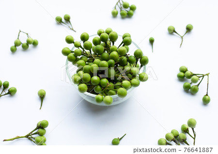 Turkey berry isolated on white background 76641887