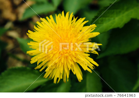 Shaggy yellow dandelion spring flower top view close up 76641963