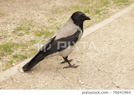 Wild crow posing looking back on a park road on spring sunny day Wild crow posing looking back on a park road on spring sunny day 76641964