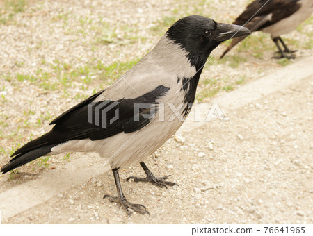 Wild crow posing on a park road on spring sunny day 76641965