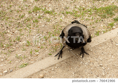 Wild crow posing on a park road on spring sunny day 76641966