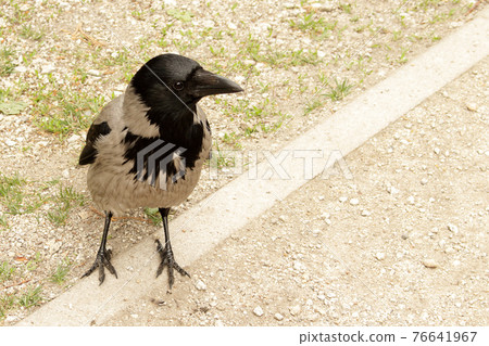 Wild crow posing on a park road on spring sunny day 76641967