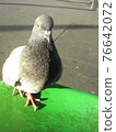 Pigeon attack 76642072