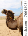 Tottori sand dunes and camels 76642084