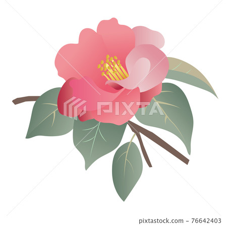 山茶花圖 山茶花圖 76642403