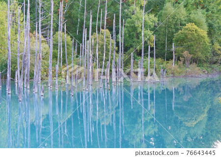 Hokkaido Biei-cho Blue pond Hokkaido Biei-cho Blue pond 76643445