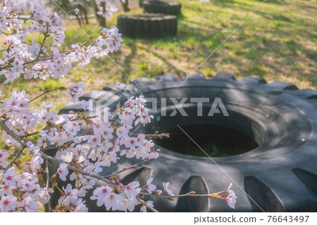 Huge tires and cherry blossoms [Uyama's row of cherry blossom trees] 76643497