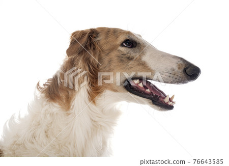 borzoi in studio borzoi in studio 76643585
