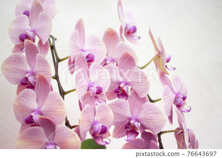 Phalaenopsis orchid  76643697