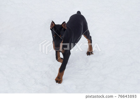 Doberman pinscher puppy is running on white snow. Doberman pinscher puppy is running on white snow. 76643893