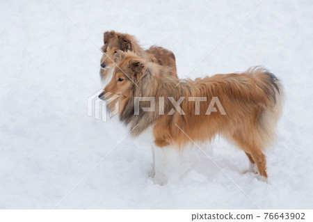 Two cute scotch collie are standing on white snow. Two cute scotch collie are standing on white snow. 76643902