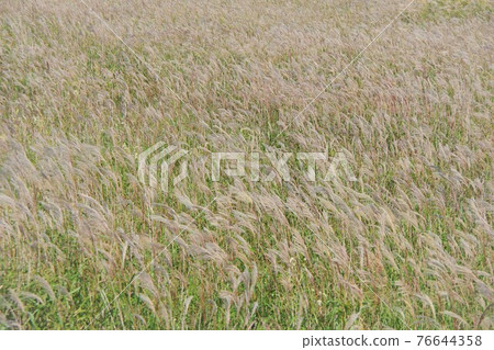 Miscanthus sinensis on the Notsuke Peninsula, Hokkaido Miscanthus sinensis on the Notsuke Peninsula, Hokkaido 76644358