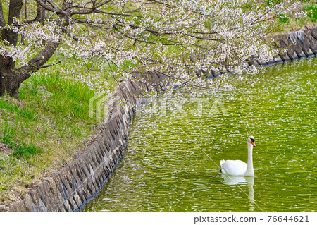 Spring at Kojinyama Sports Park 76644621